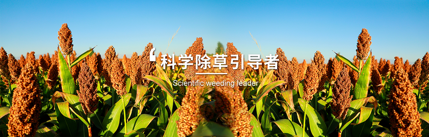 經(jīng)作類(lèi)除草劑哪家好、小麥田除草劑選哪家